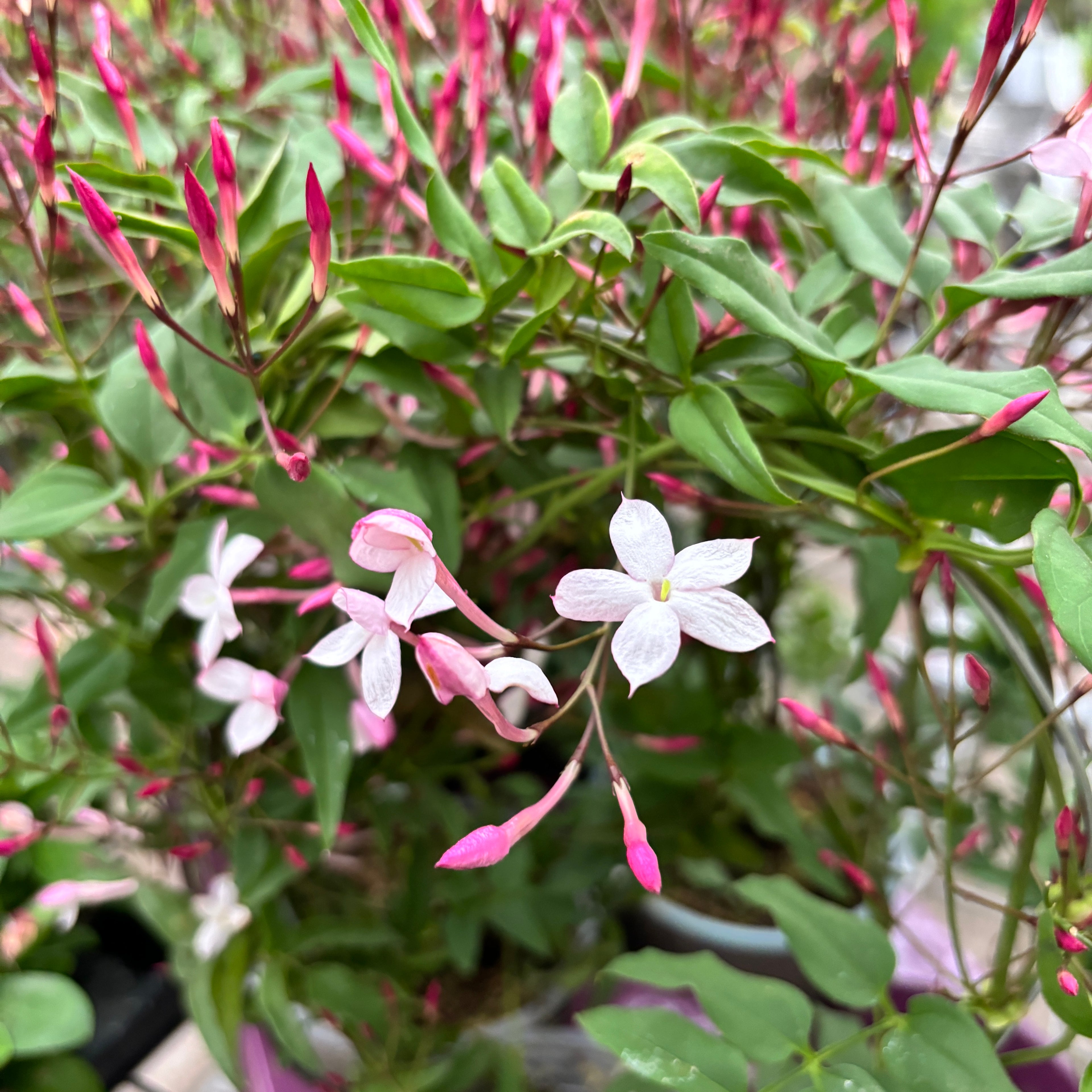 Jasminum polyanthum 'Pink' (iasomie chinezeasca - flori intens parfumate)