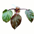 Philodendron Orange Princess (sp. 'Sunspot')