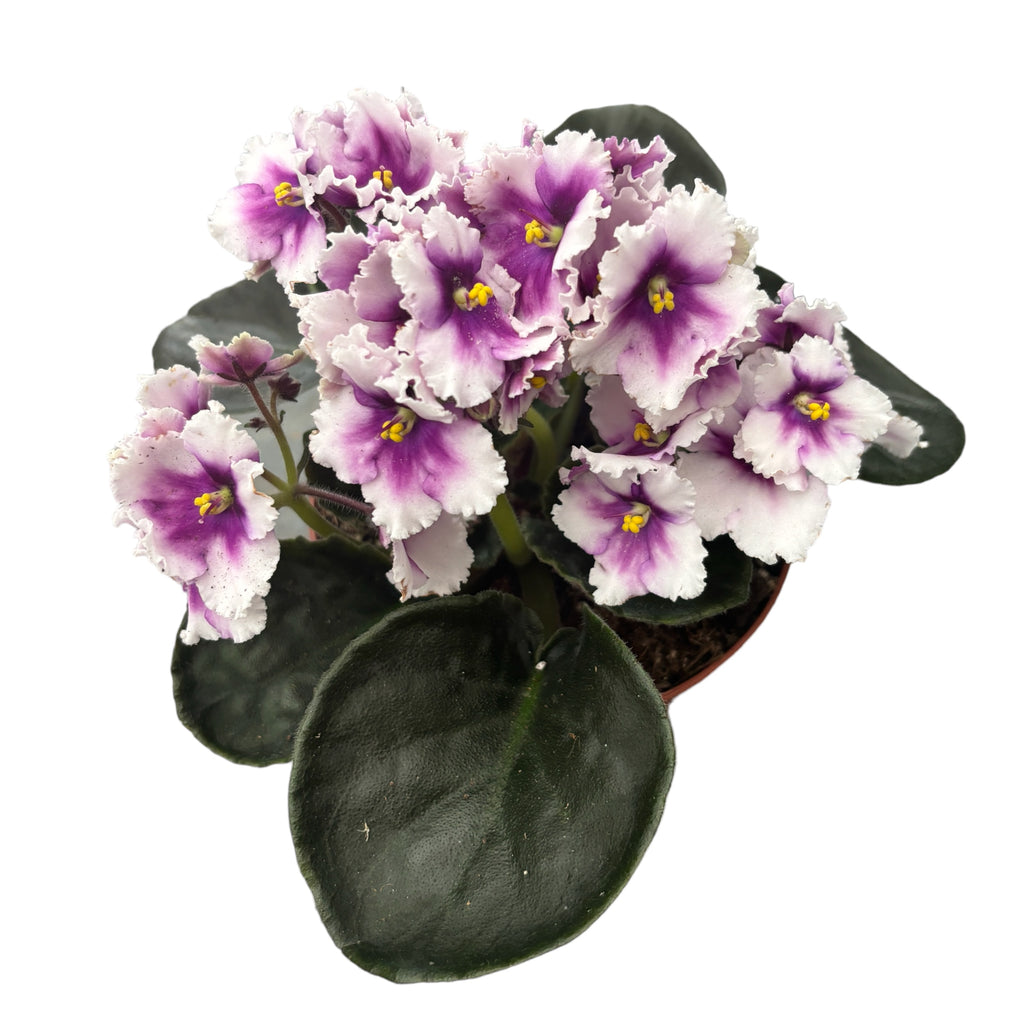 Saintpaulia MyLove - двуцветни африкански теменужки