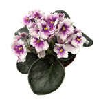 Saintpaulia MyLove - Violete africane bicolore