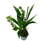 Zygodisanthus Micranthus-Everspring - αρωματικό