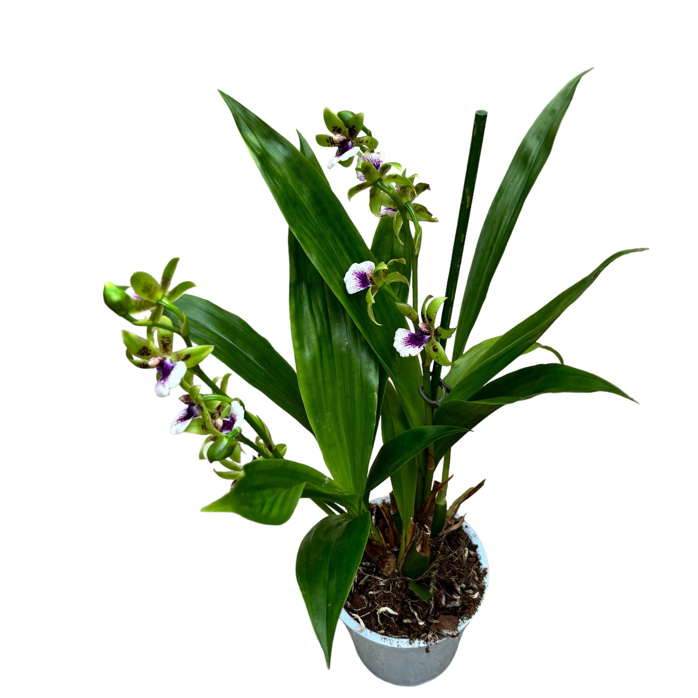 Zygodisanthus Micranthus-Everspring - fragrant