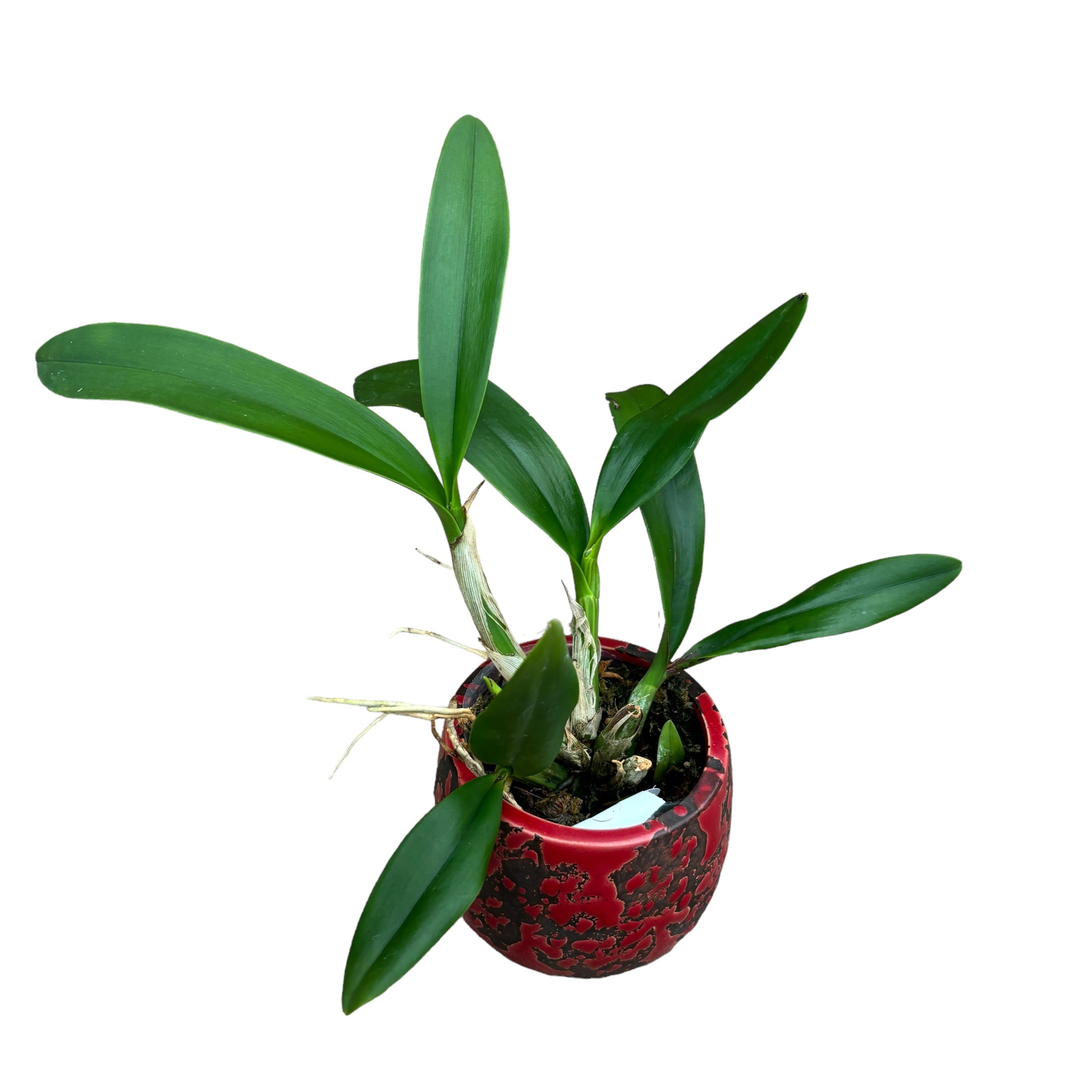 Myrmecophila thomsoniana (Laelia thomsoniana)