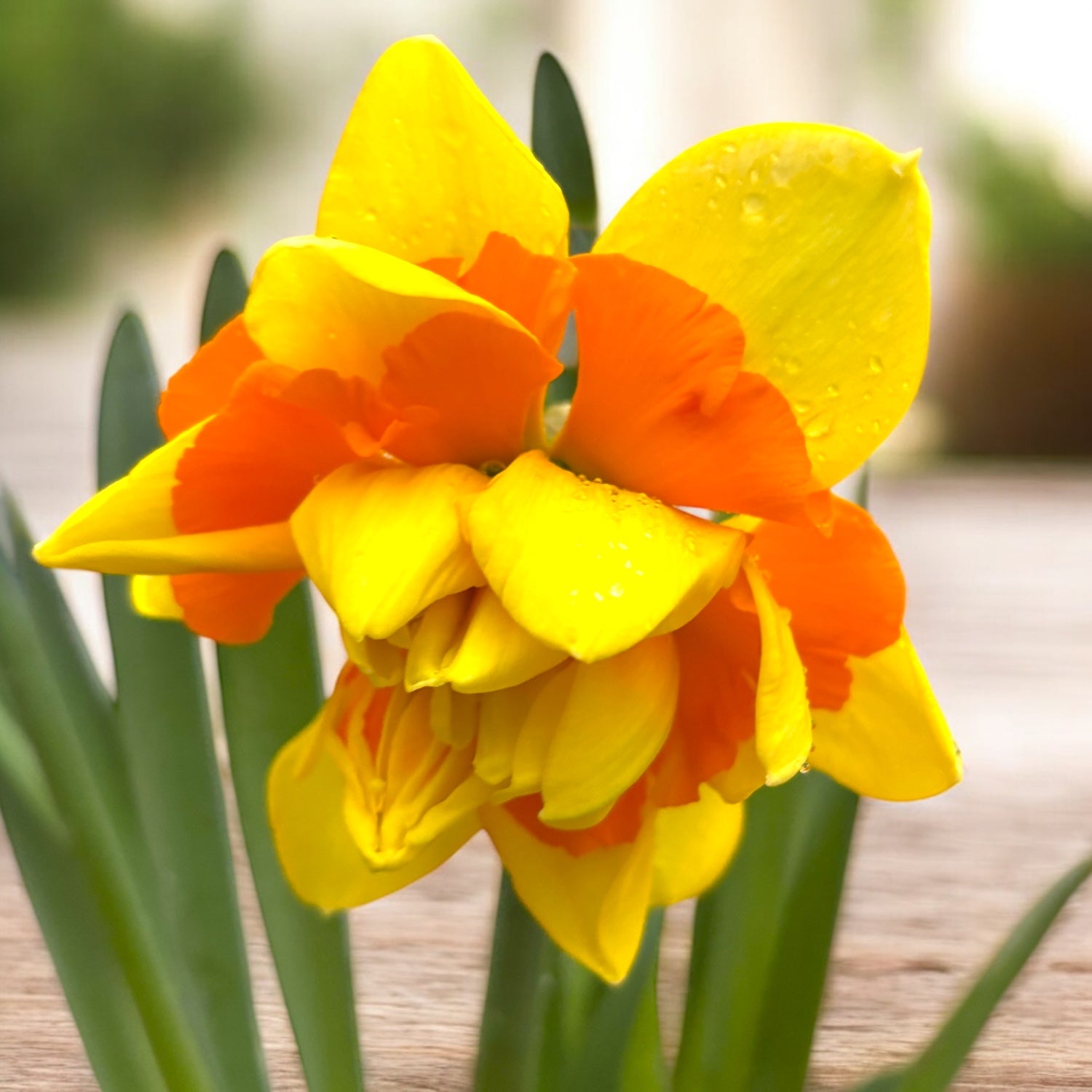 Narcissus ‘Suncatcher’ – narcisa dubla, galben cu centru portocaliu