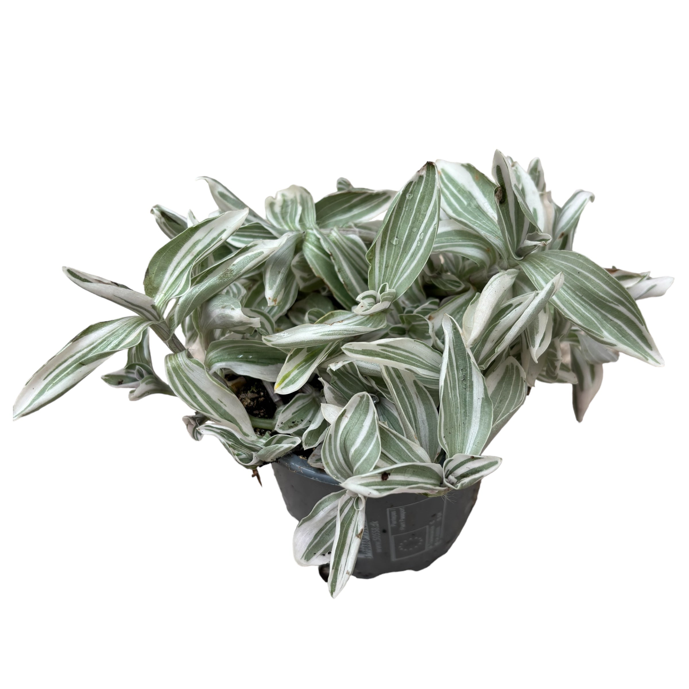 Tradescantia Albiflora Variegata