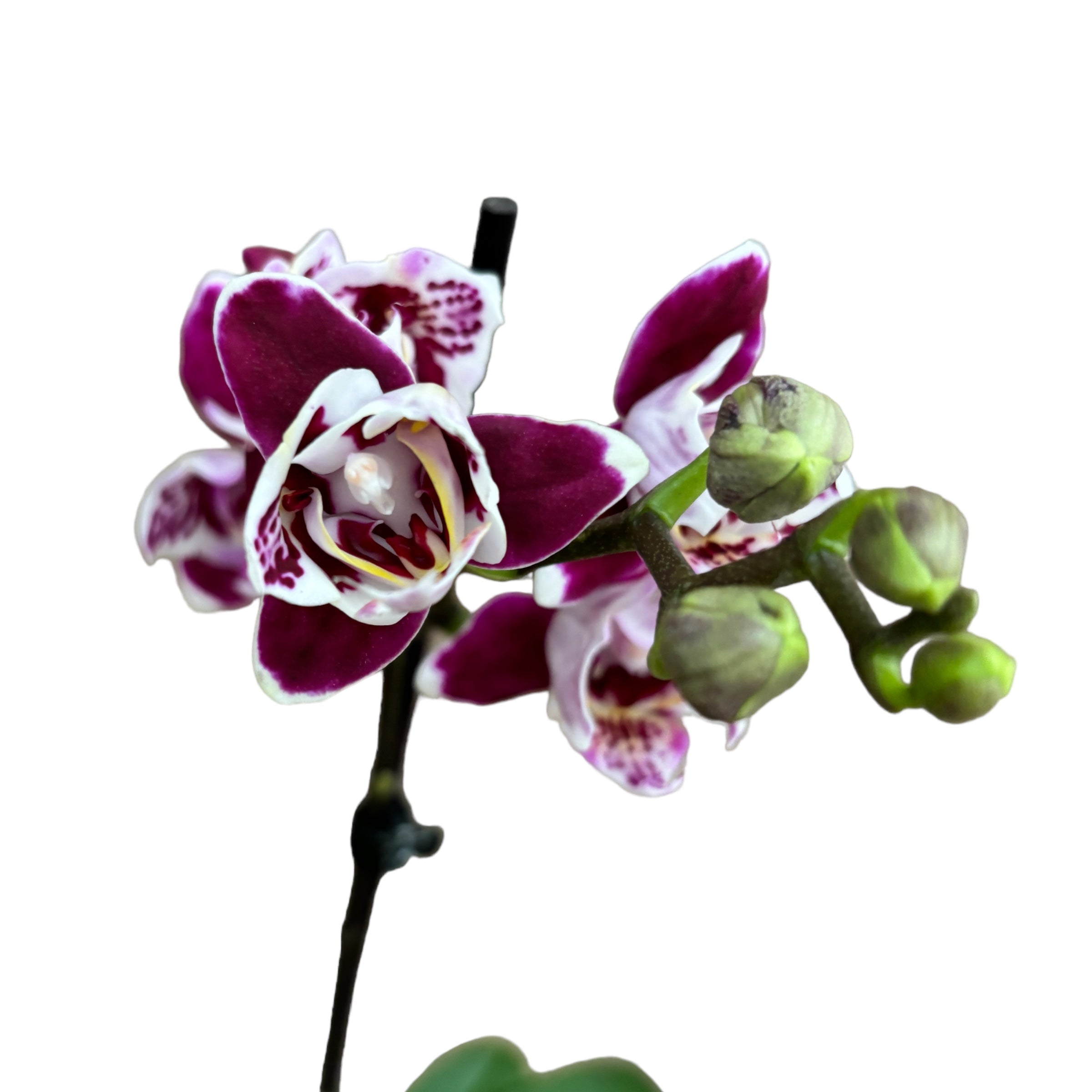 Phalaenopsis Miki Violet pelorica 3lips