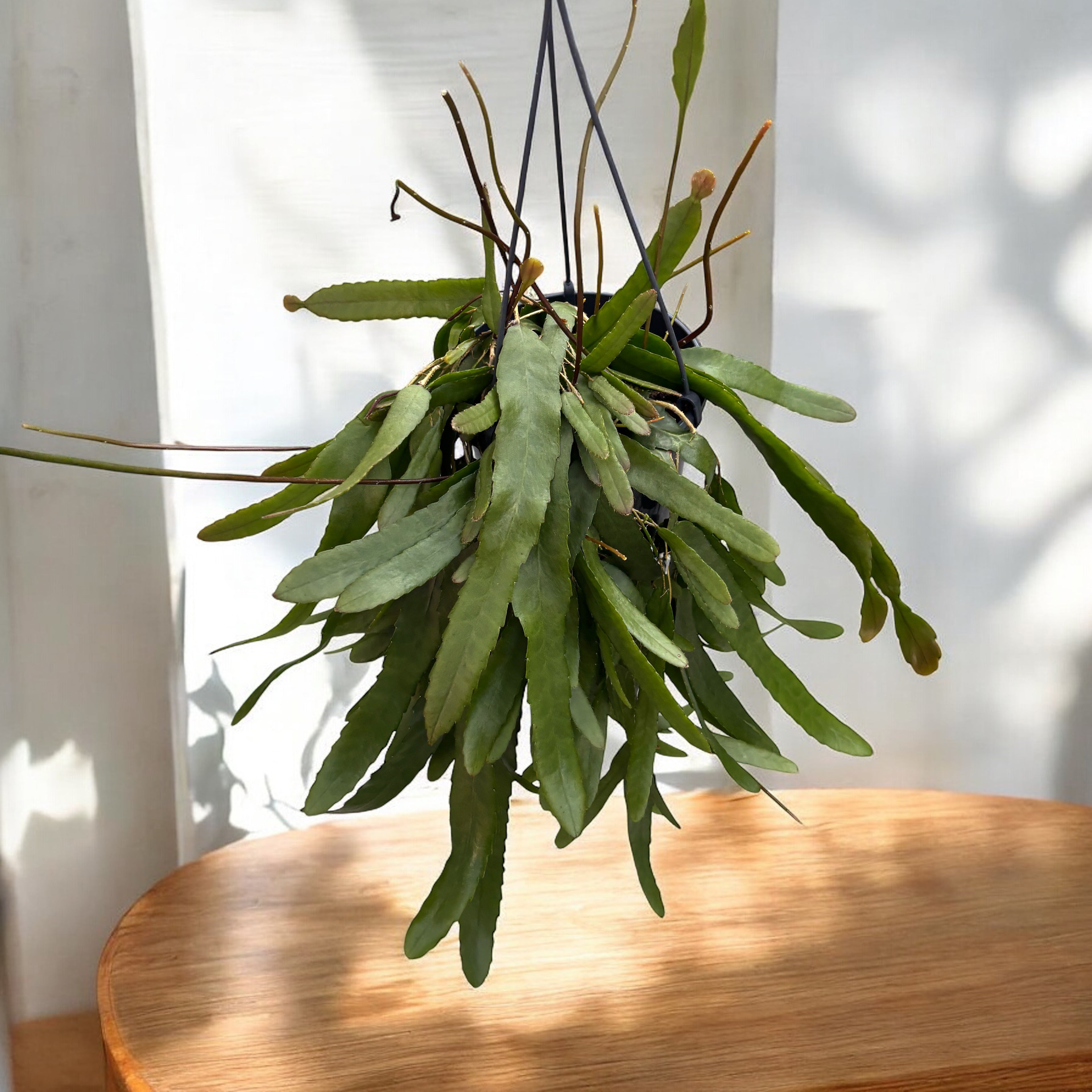 Lepismium houlletianum (Snowdrop Cactus)