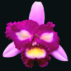 Rlc. Taipin Monkeys 'Bull Devil' parfumata