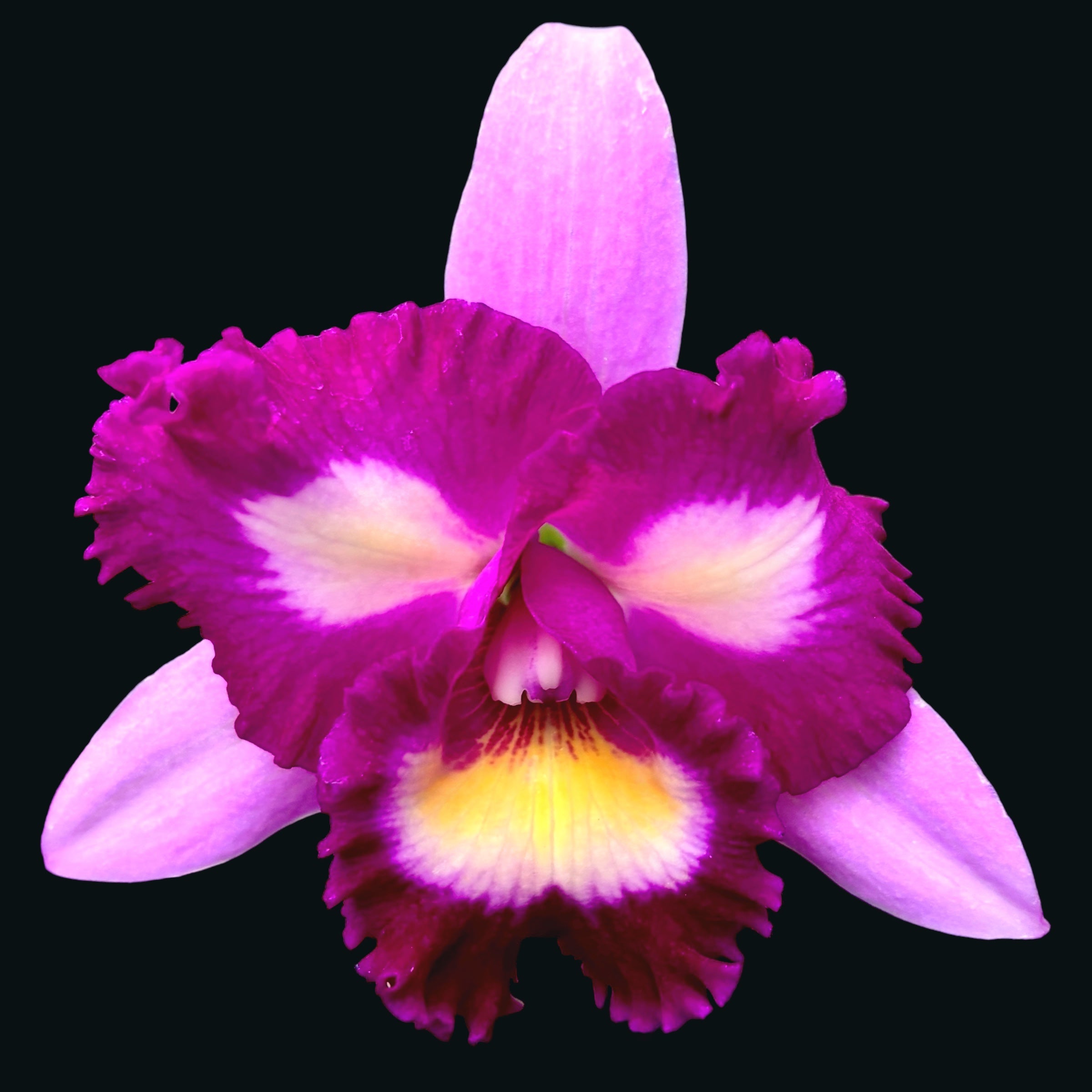 Rlc. Taipin Monkeys 'Bull Devil' parfumata