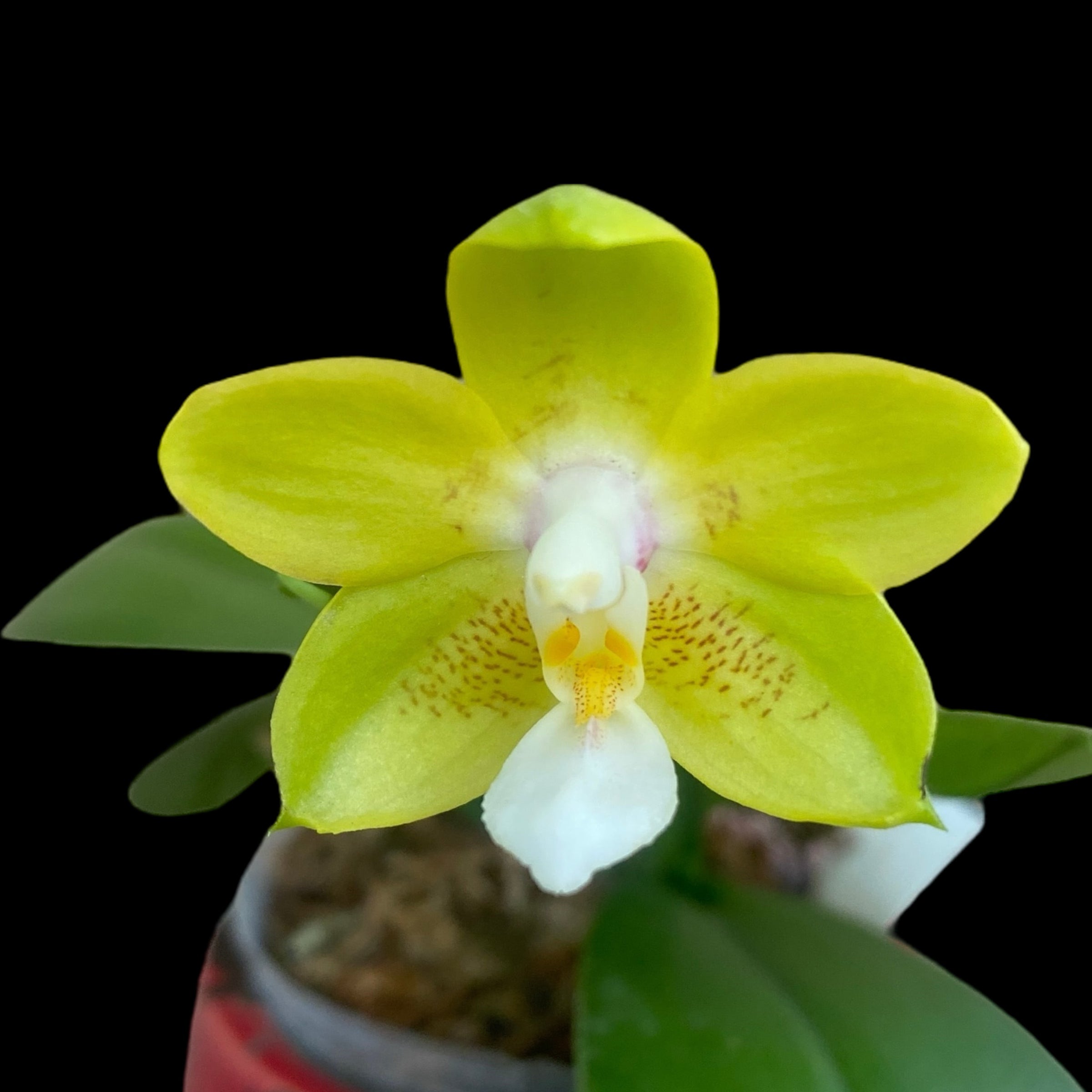 Phalaenopsis Chiada Sherry - flori parfumate