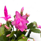 Craciunita roz - Schlumbergera ‘Cyber Dancer'