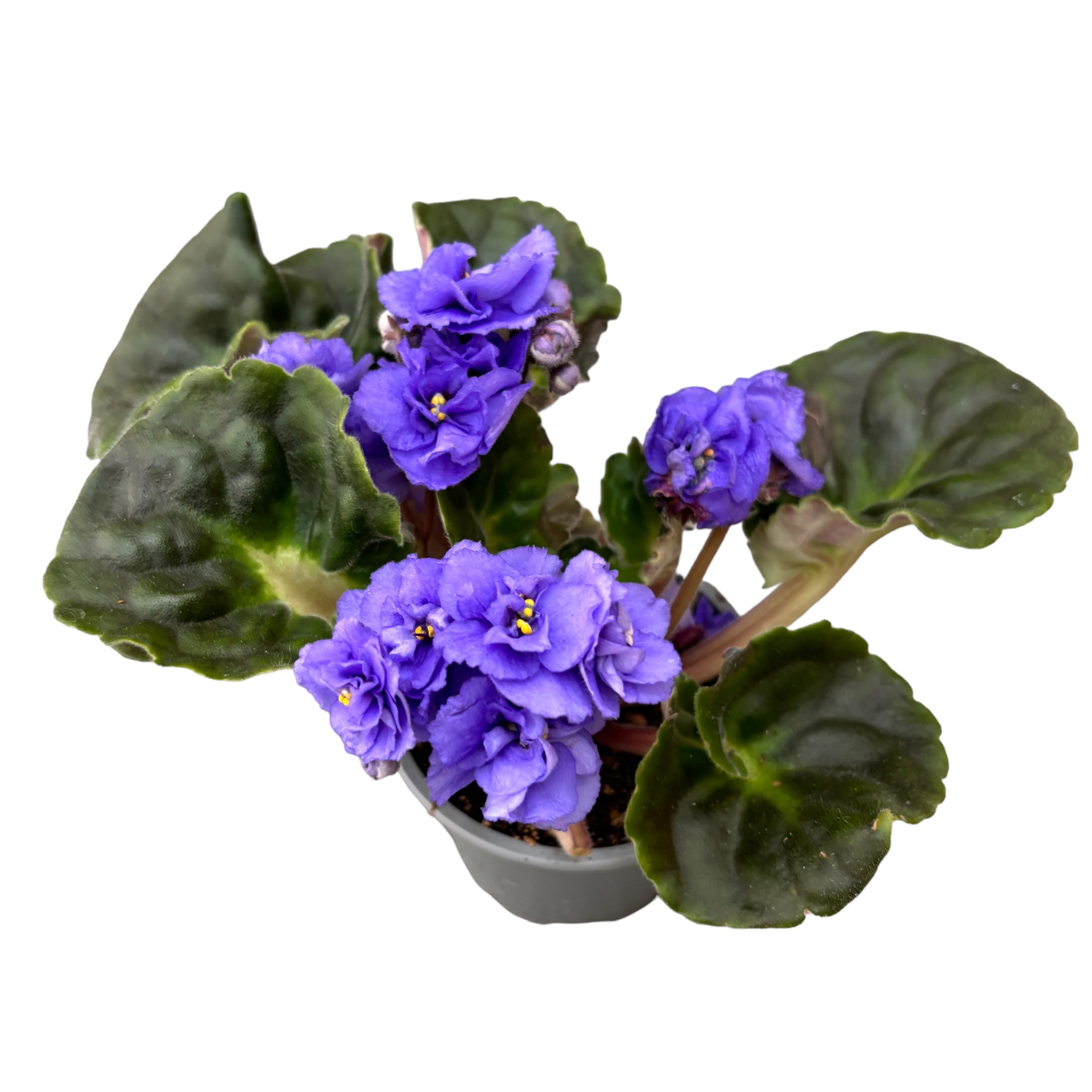 Saintpaulia Rococo Blue - Violete de Parma cu flori duble
