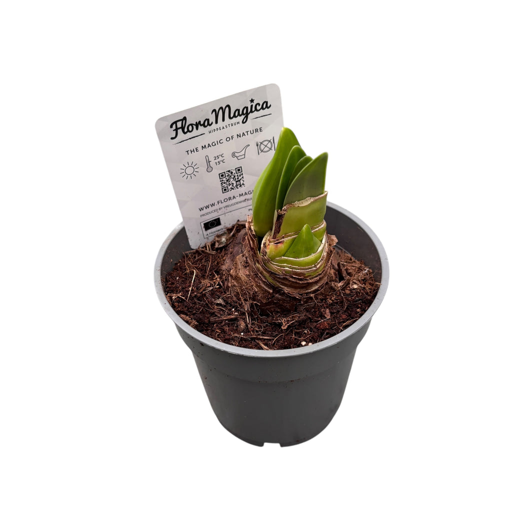 Bulbi Crin la ghiveci (Amarilis) mix