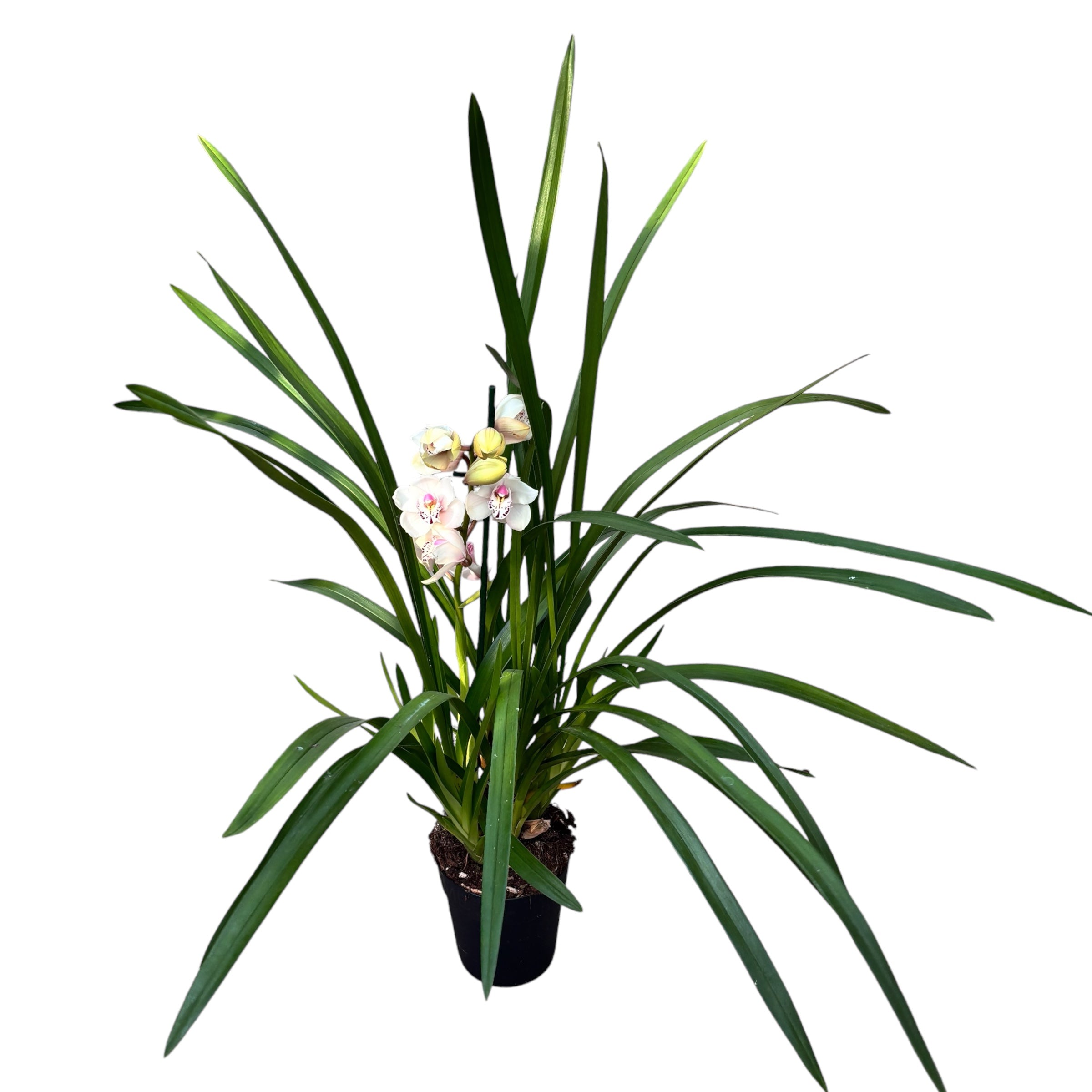 Cymbidium Deepee Seventeen