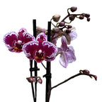 Phalaenopsis multiflora