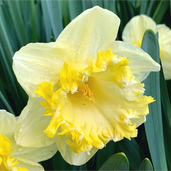 Spectacular fragrant daffodils - Narcissus 'Snowtip'