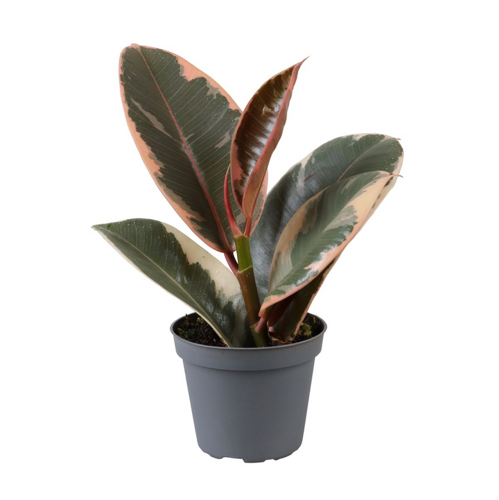 Ficus elastica Tineke (Variegated Rubber Plant)