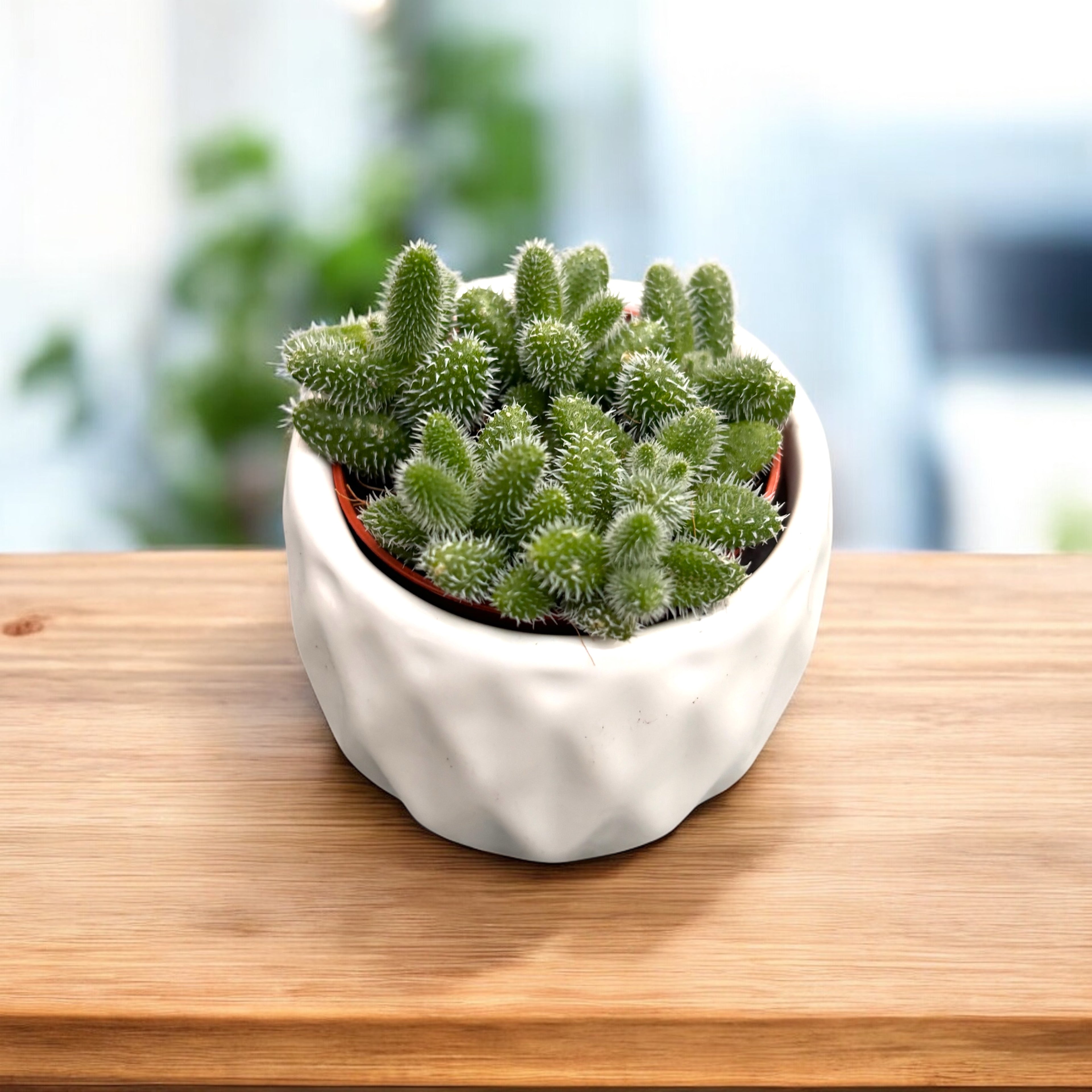 Delosperma Echinatum (Pickle Plant) - planta cu frunze pufoase si flori delicate