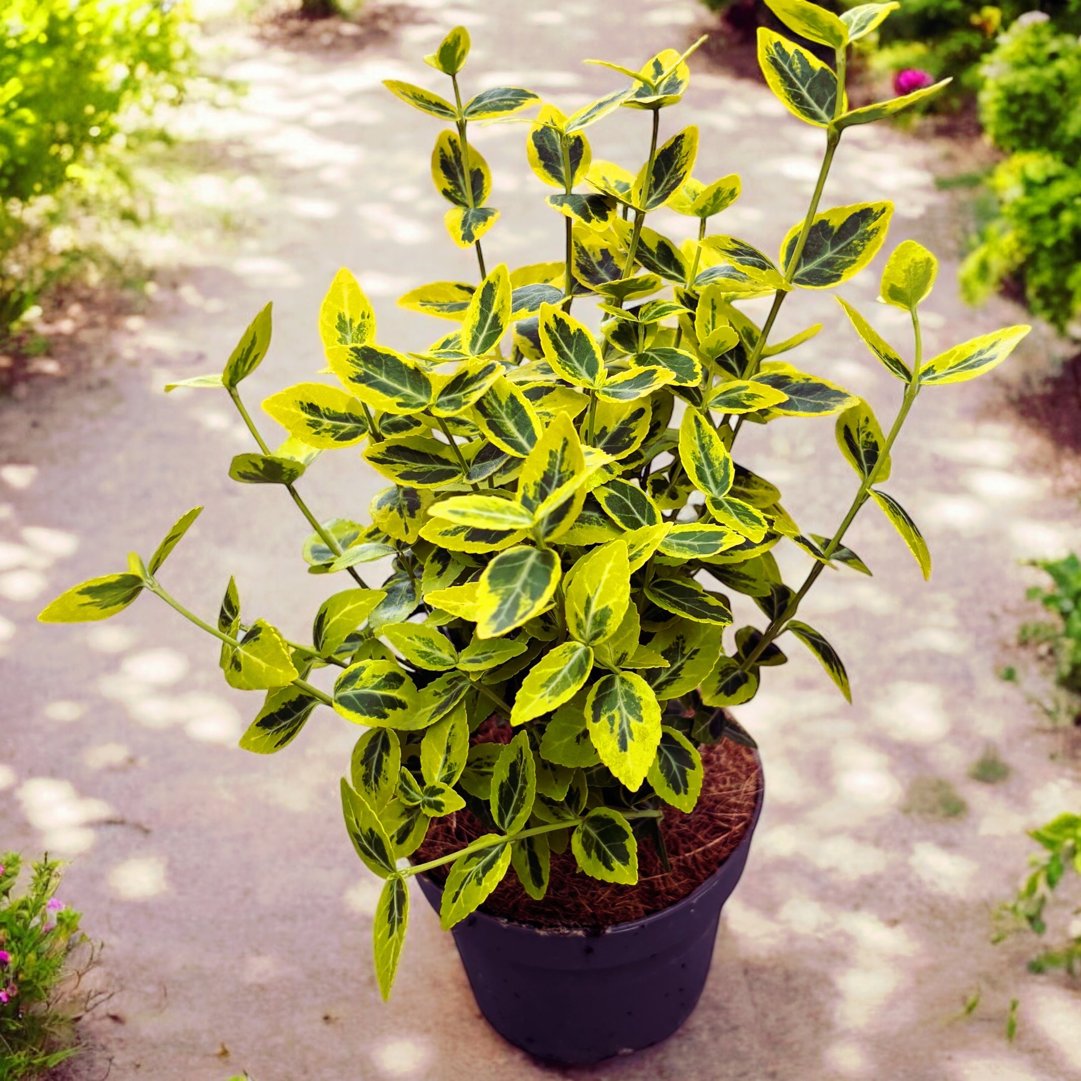 Euonymus fortunei 'Emerald 'n' Gold' - arbust vesnic verde