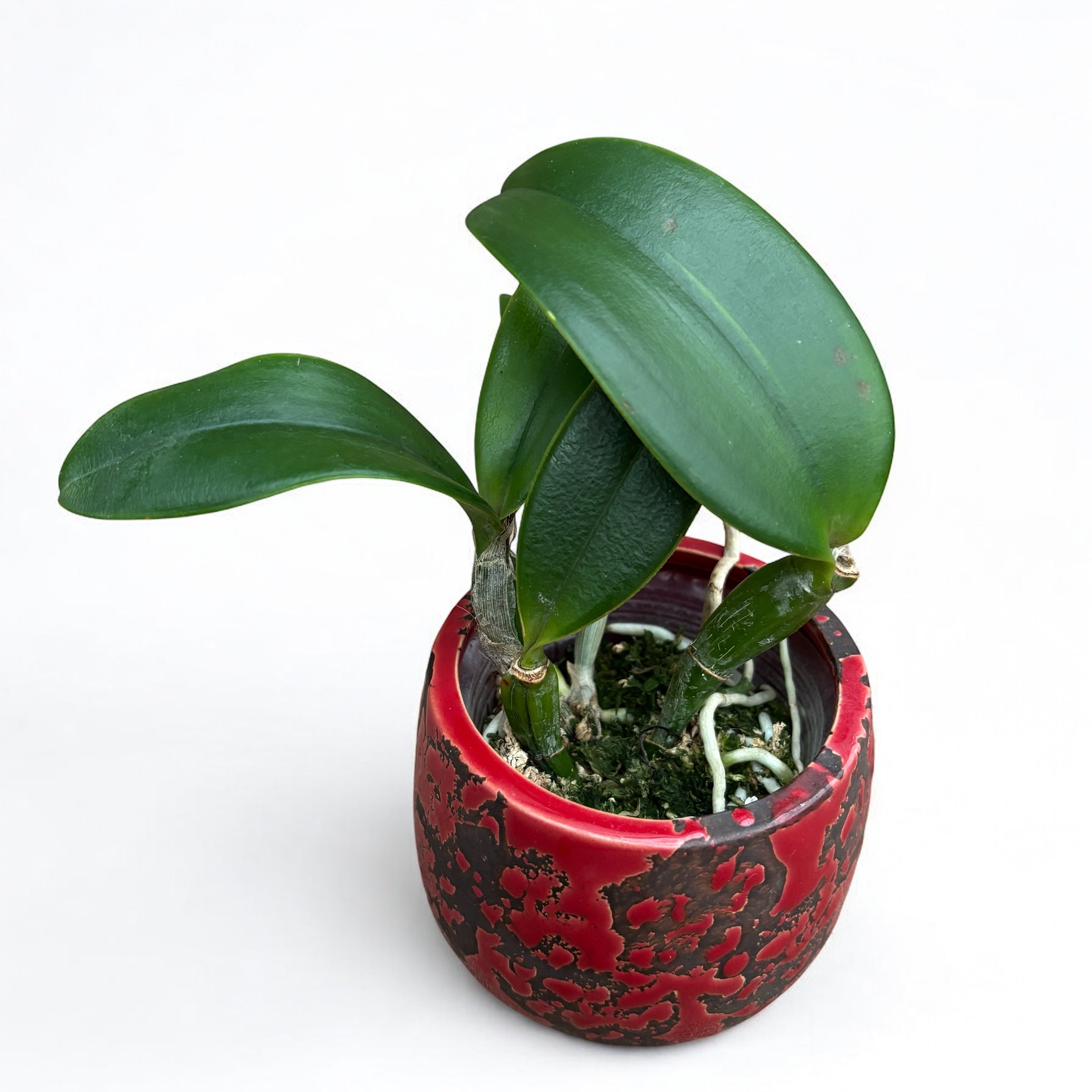 Cattleya violacea var. semi-alba flamea