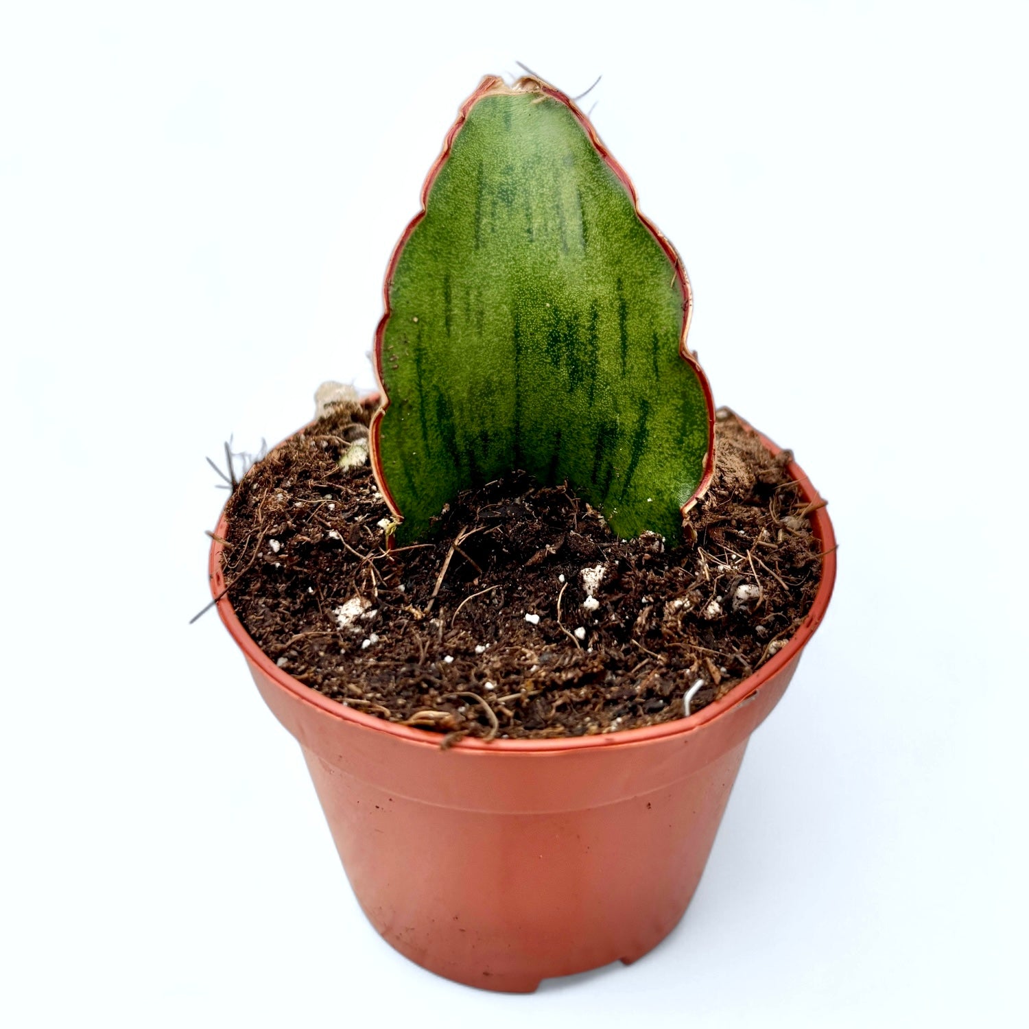 Sansevieria 'As Silk'