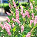 Clethra alnifolia ‘Ruby Spice’ - arbust parfumat cu flori roz-intens