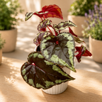 Begonia Ignita