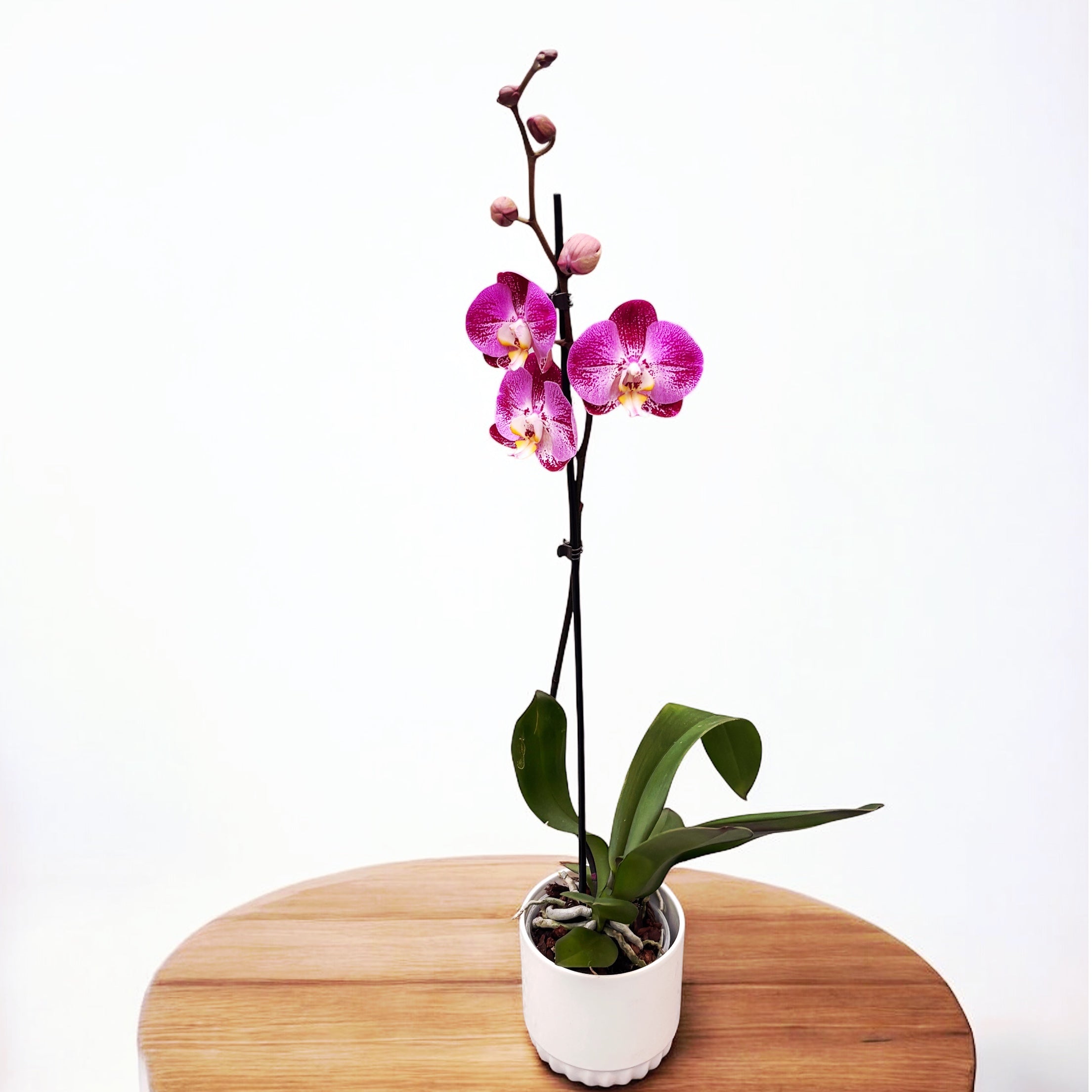 Phalaenopsis Splash Gordon