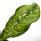Dieffenbachia 'Crocodile'