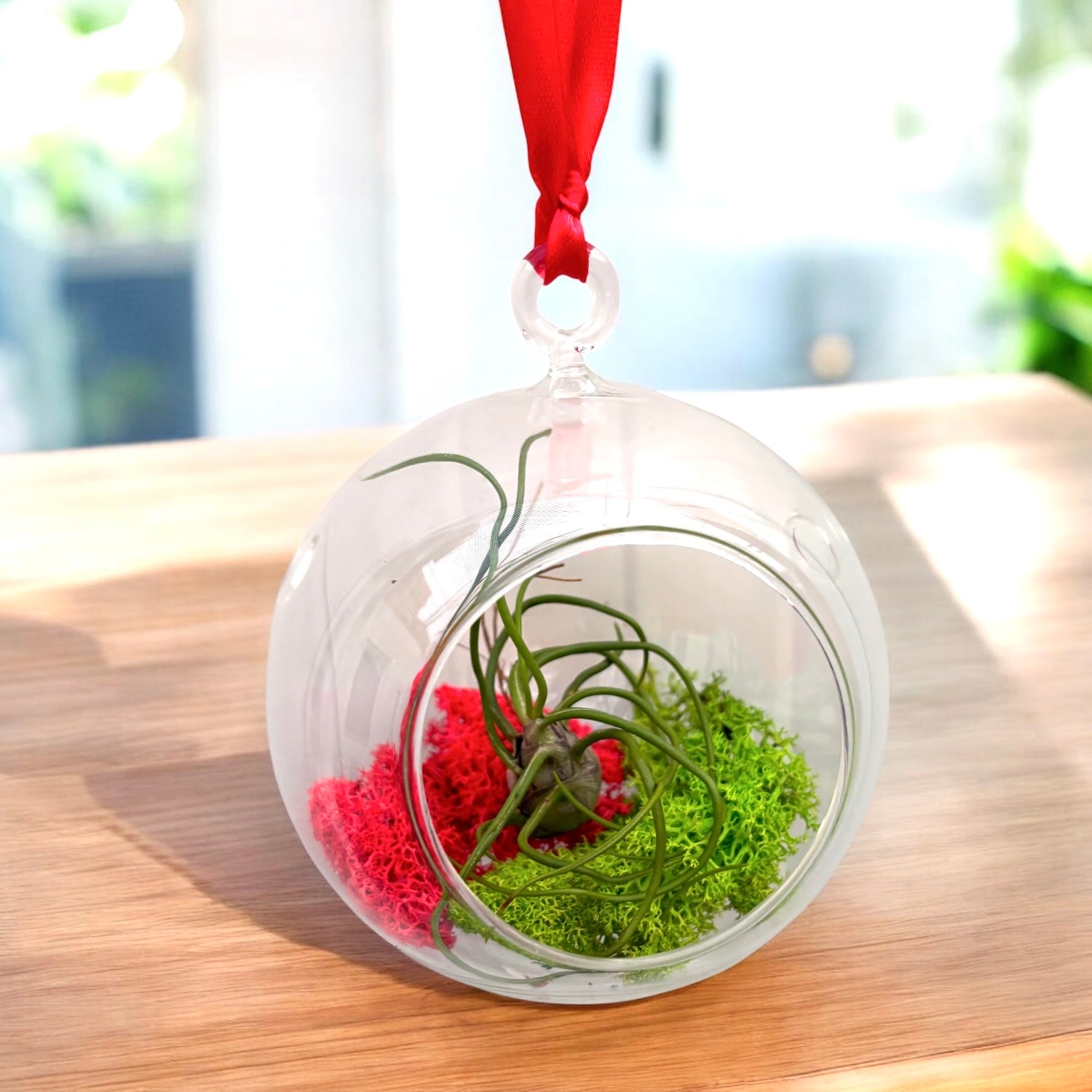 Glob decorativ din sticla cu Tillandsia – decor natural suspendat