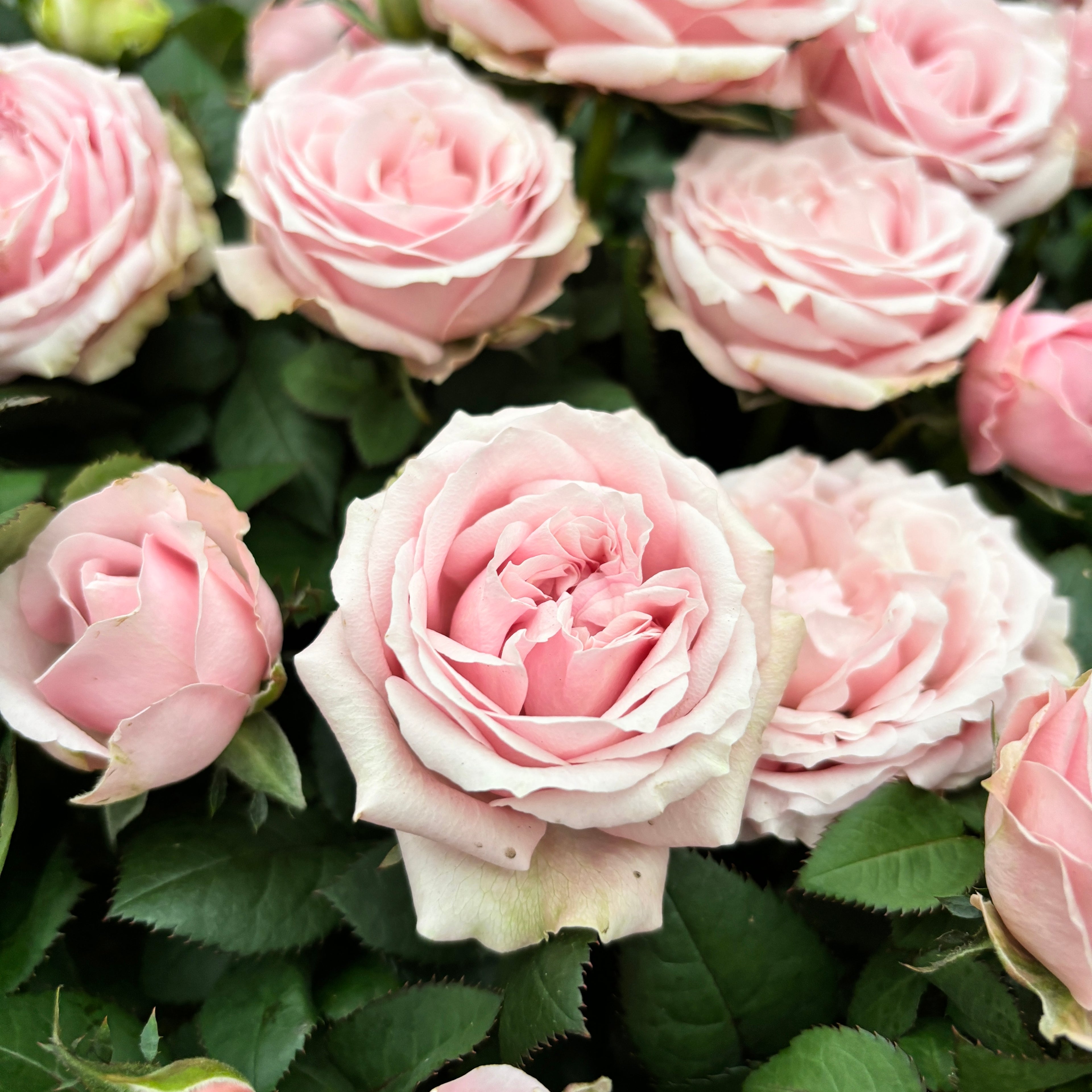 Trandafiri pitici ‘Rosa Princess of Infinity’ (3 plante/ghiveci) - flori parfumate