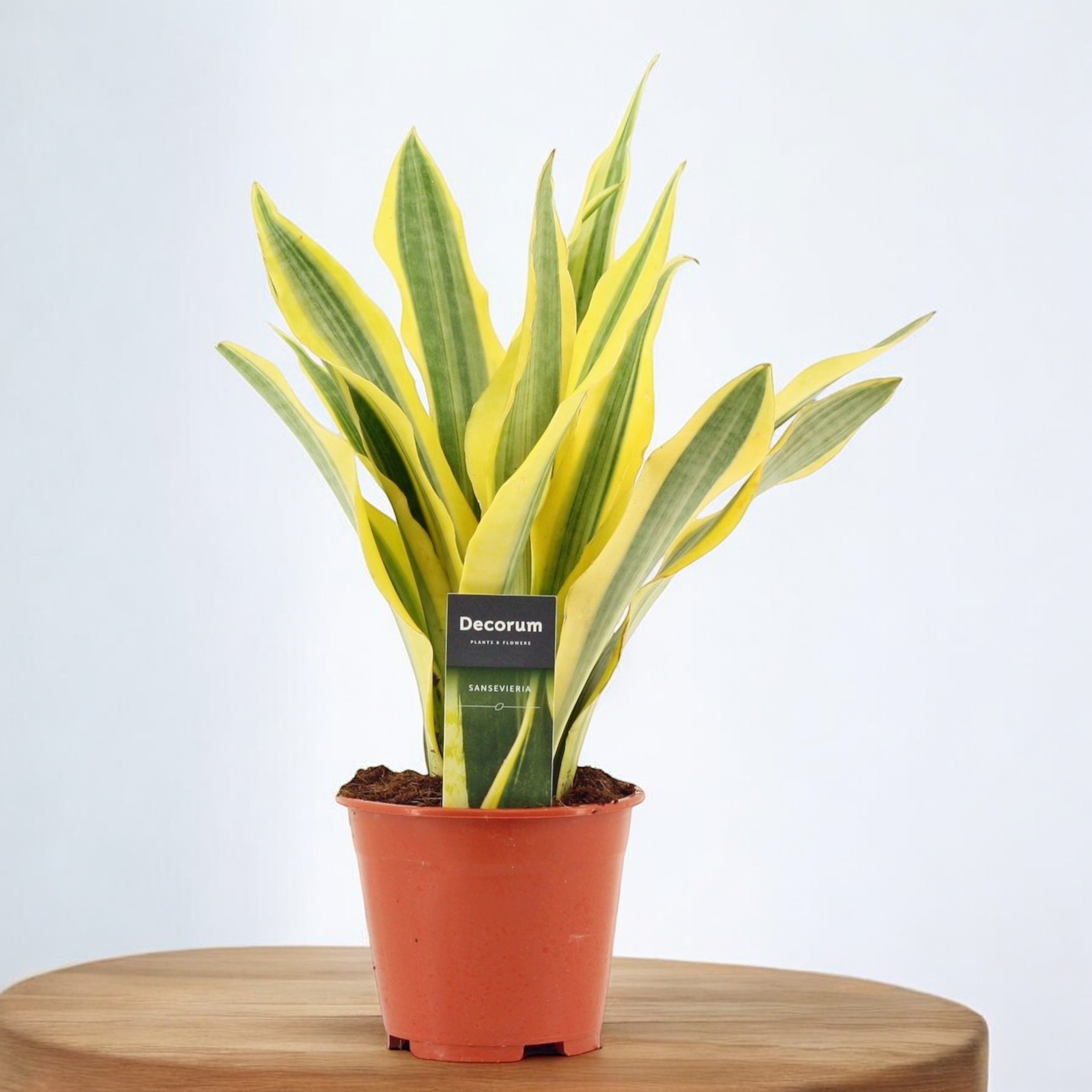 Sansevieria aubrytiana 'Yellowstone' – Secret Garden Plant Shop