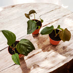 Anthurium 'Szívkirálynő' (kis növény)