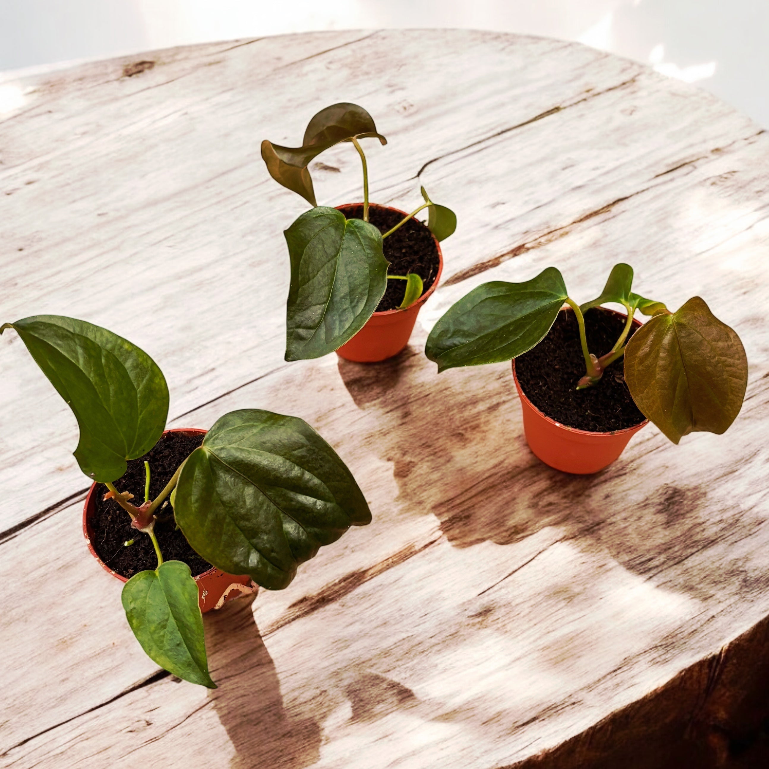 Anthurium 'Queen of Hearts' (babyplant)