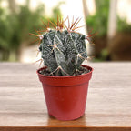 Astrophytum ornatum – cactus cu desen geometric spectaculos