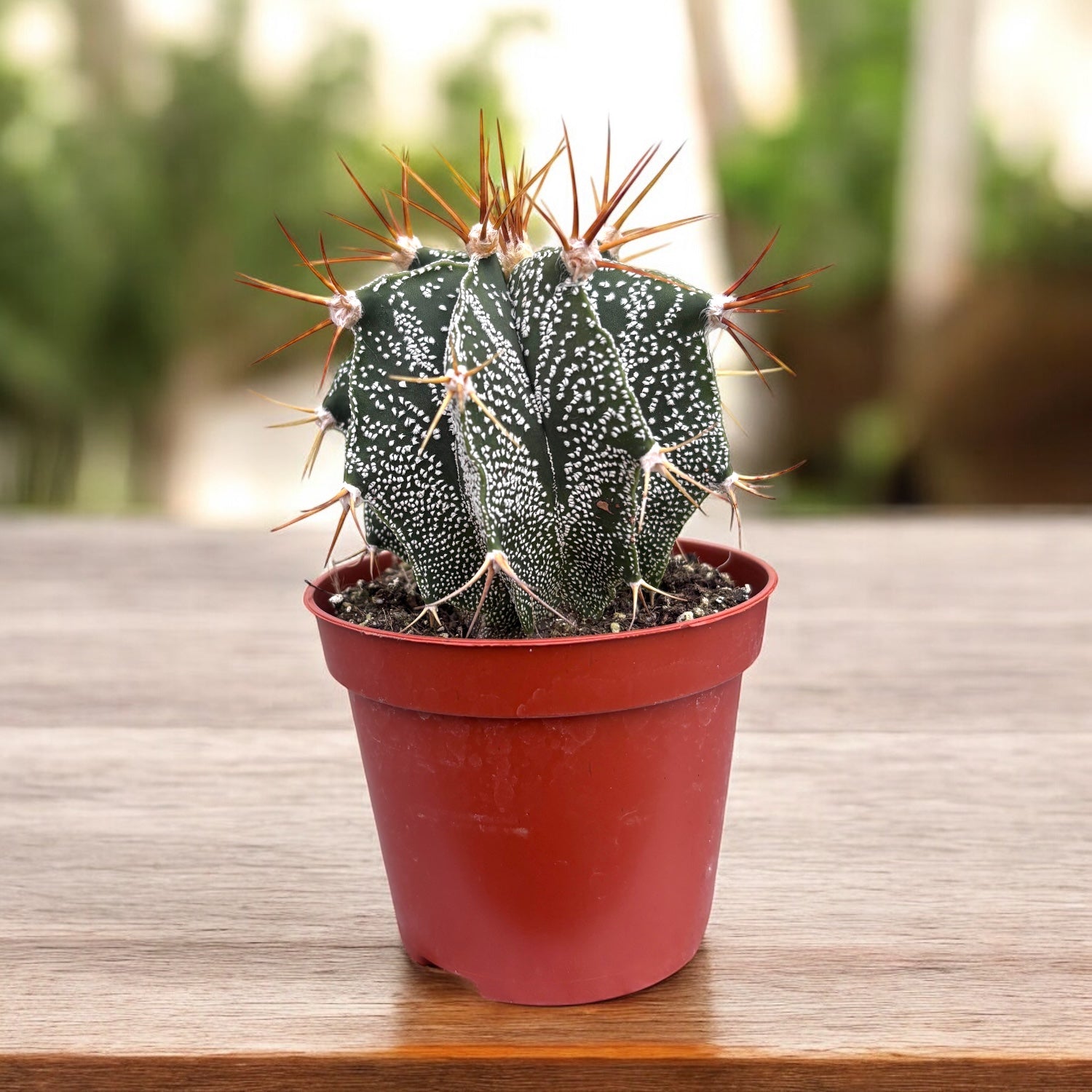 Astrophytum ornatum – cactus cu desen geometric spectaculos