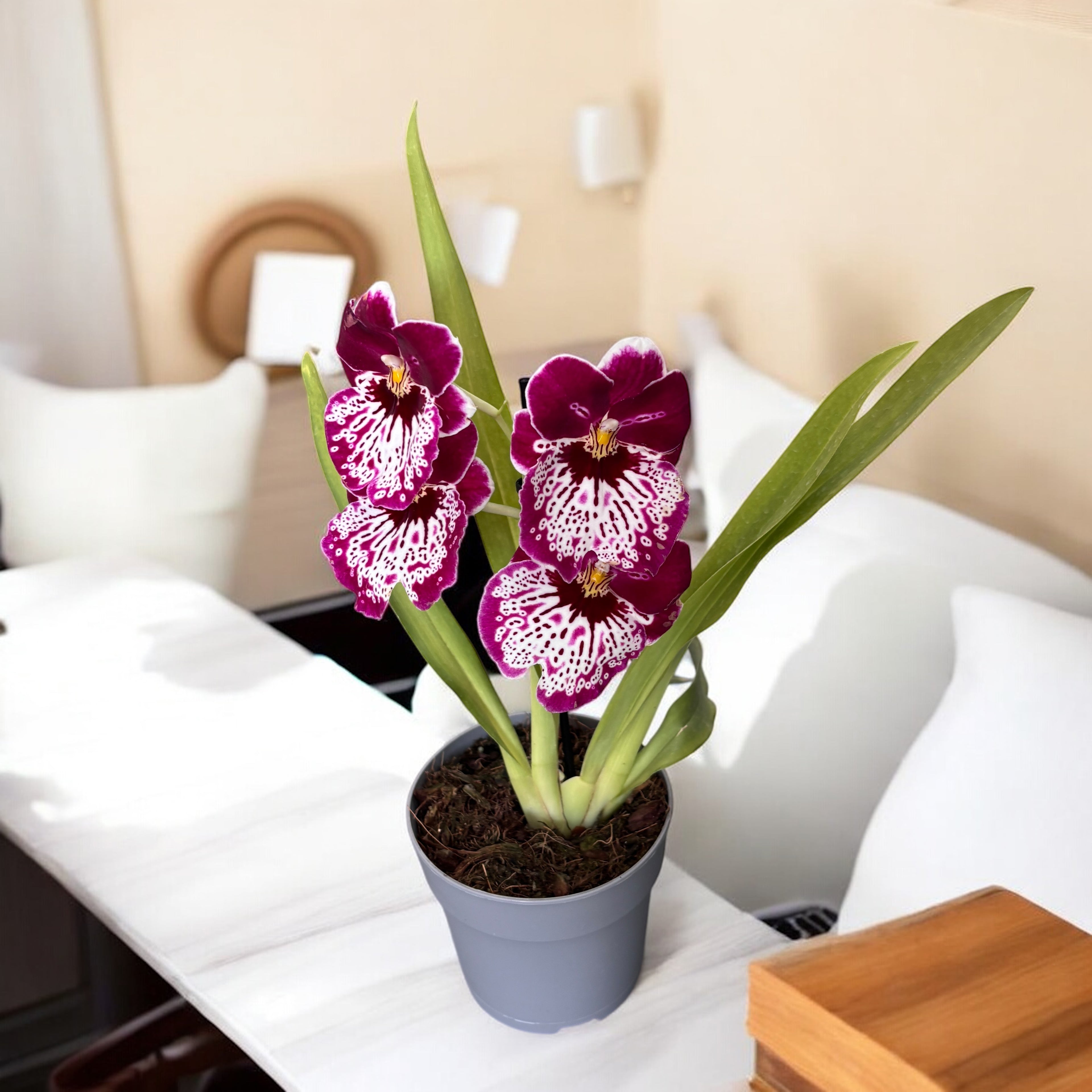 Miltoniopsis Tome Yokoyama 'Golden Gate'