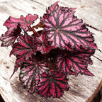 Begonia Bewitched Red Black