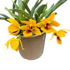 Promenaea Sunlight tigrata