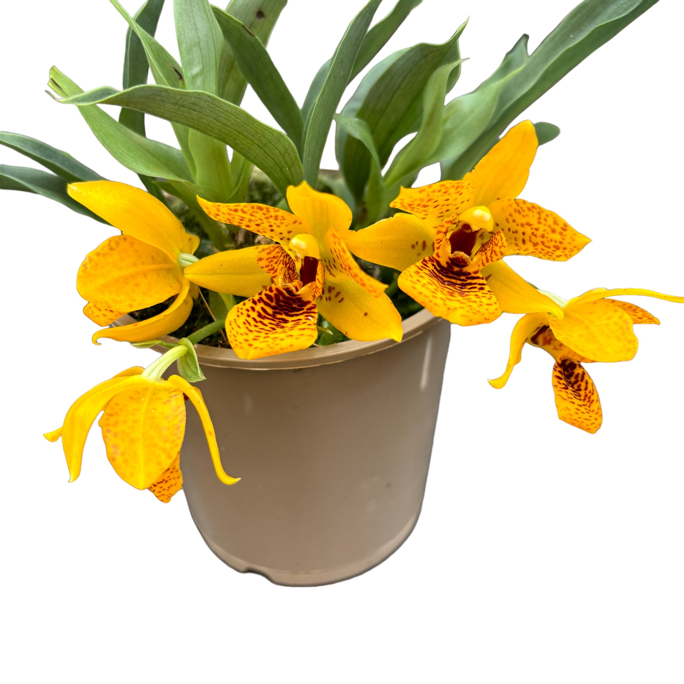 Promenaea Sunlight tigrata