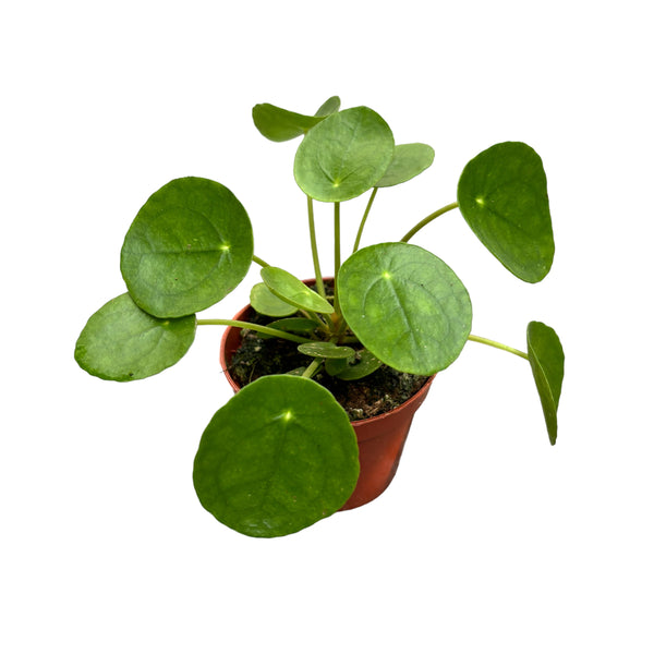 Pilea Peperomioides - Geldpflanze (Chinesische Geldpflanze) D8
