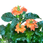 Crossandra infundibuliformis D17 (Floarea 'Foc de artificii') 2-3 plante/ghiveci