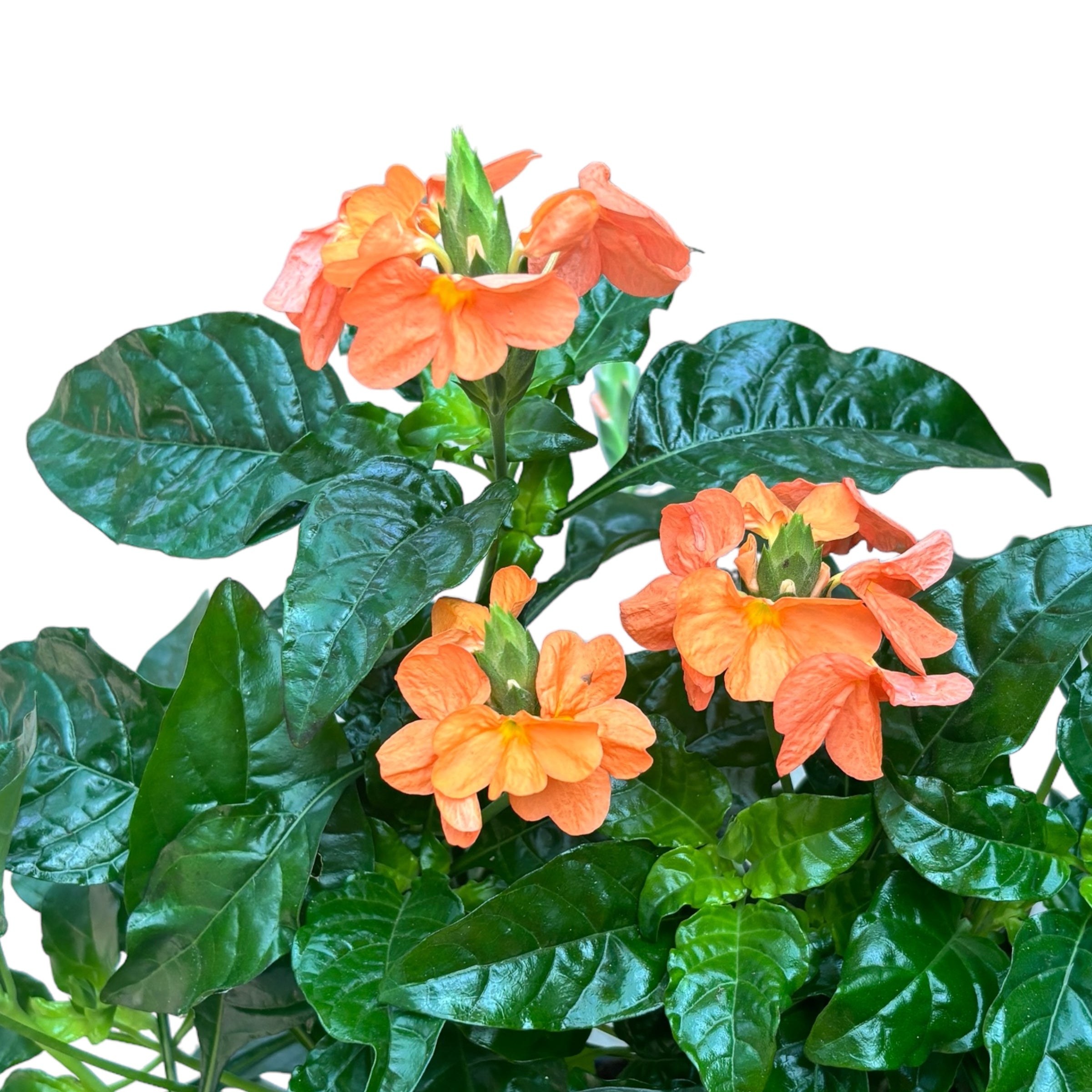 Crossandra infundibuliformis D17 (Floarea 'Foc de artificii') 2-3 plante/ghiveci