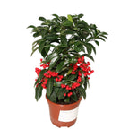 Ardisia crenata - Spearhead
