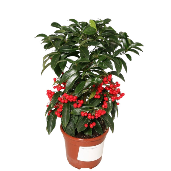 Ardisia Crenata - Spearhead