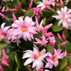 Rhipsalidopsis ‘Pawnee Spirit’ (de paasbloem) 2pp