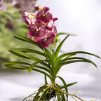 Vanda Sunanda Canyon (ANSU)