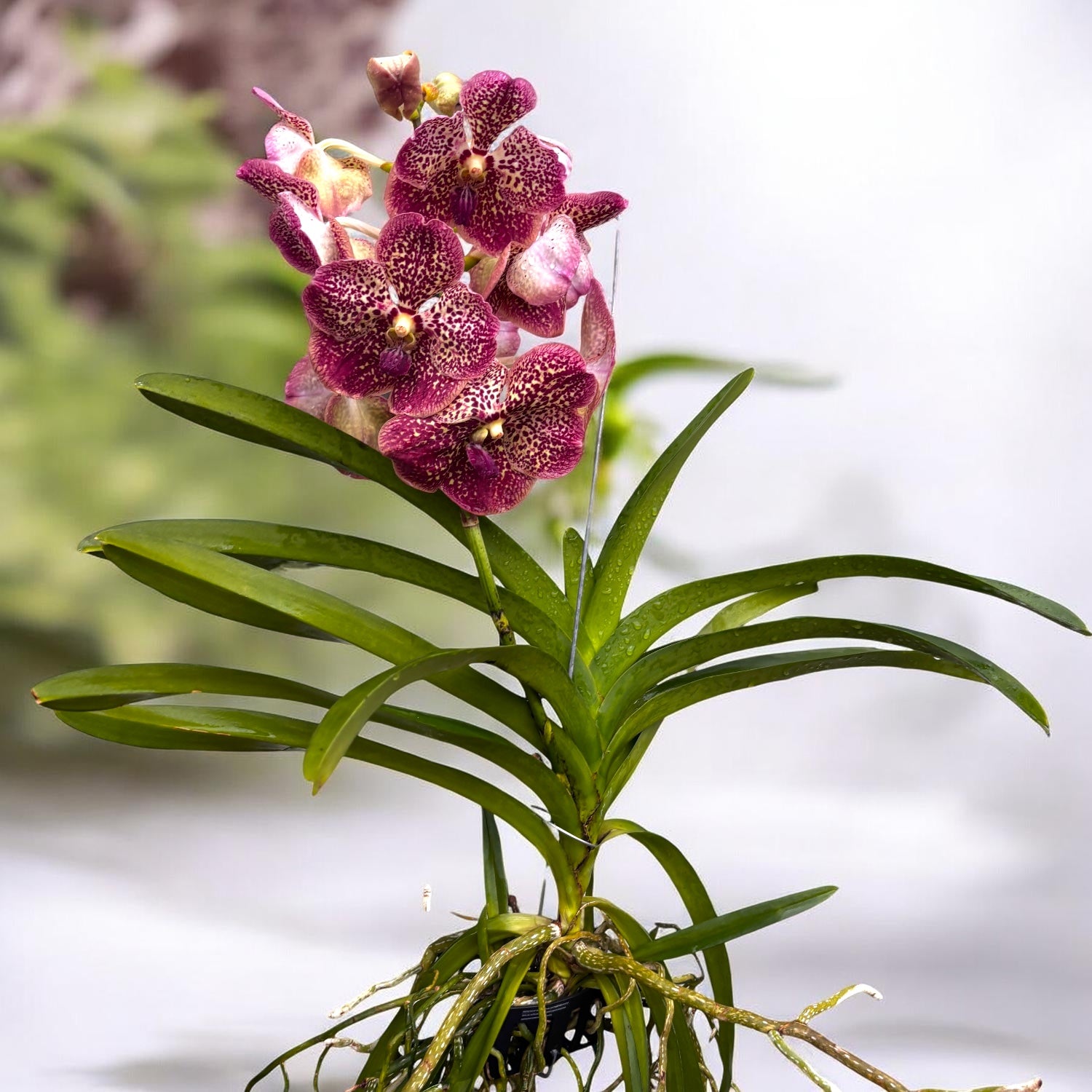 Vanda Sunanda Canyon (ANSU)