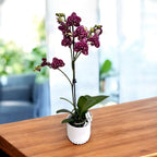 Phalaenopsis Lioulin Divoká Kočka