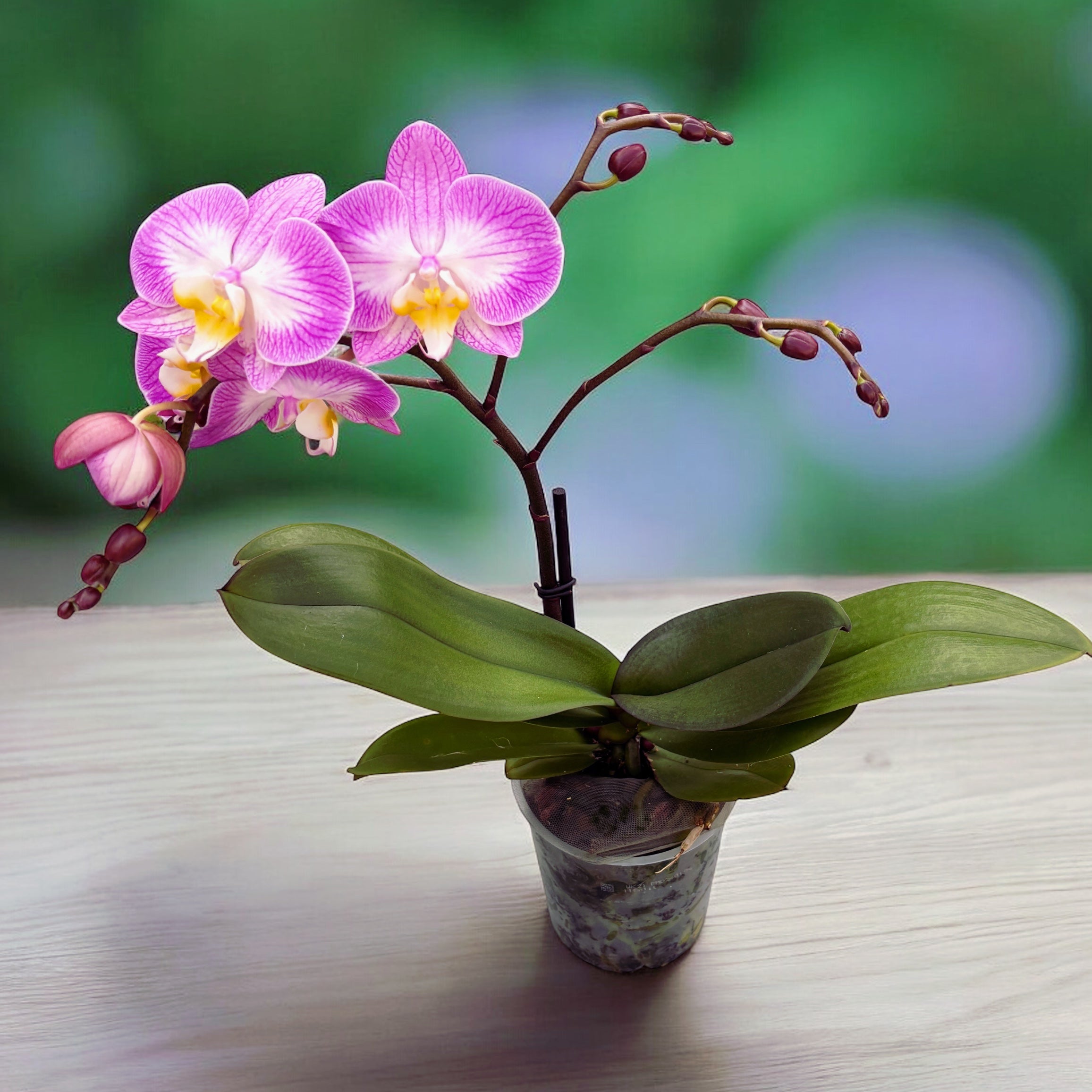 Phalaenopsis ‘Split’ (Free Spirit Pink) - orchidée à tige ramifiée et fleurs roses de conte de fées